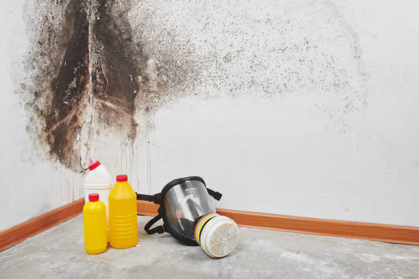 Best Fast Mold Removal  in Kronenwetter, WI