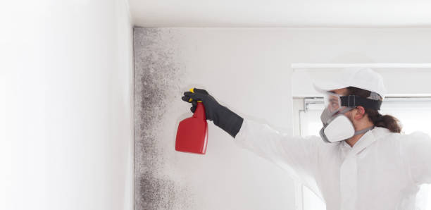 Best Fast Mold Removal  in Kronenwetter, WI