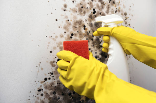 Best Mold Testing  in Kronenwetter, WI